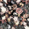 Dark Blooms