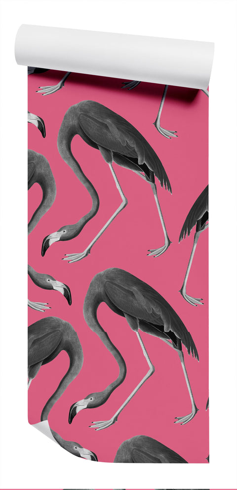 Flamingos Wallpaper - Pop